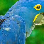 Tiny North Carolina Town Has America's Largest Bird Park