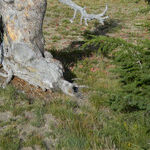 Discover the Natural Beauty of Crater Lake National Park