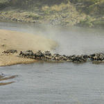 Witnessing the Wildebeest Migration in Kenya