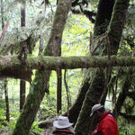 Looking for Bears in British Columbia