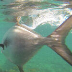 Curacao: Animal Encounters of the Best Kind