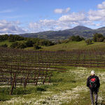 Holding on Tight in Healdsburg, California