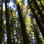 The Magnificent World of Mendocino