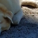 The Travel Adventures of Winnie the Pooch
