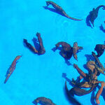 A Holiday Helps Save Endangered Seahorses