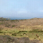 Discover Tule Elk Reserve at Point Reyes National Seashore in California
