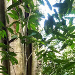 Tied to the Land in Costa Rica
