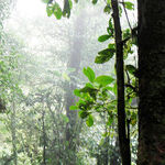 Discover Natural Wonders in Lush Costa Rica