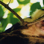 A Remote Jungle Experience in the Amazon Basin