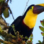 Ecuadorian Nature Reserves Provide Dazzling Bird Displays