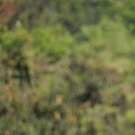 Go Winter Birding in Western Mexico