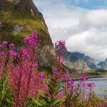 Nature Thrills in Norway's Lofoten Islands
