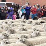 Counting Sheep at Ketchum Festival