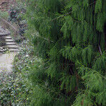A Southern California Surprise: The Huntington Library and Gardens