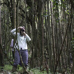 A Gorilla-Trekking Adventure in Rwanda