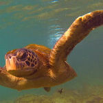 Gallivanting in the Galapagos