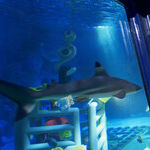 Which California Theme Park Is Right for Your Family?