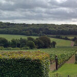 Hampshire Is Blazing the English Sparkling Wine Trail