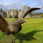 Flights of Fancy: A Lesson in Falconry