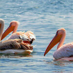 Try Bird-Watching While You're Staying at Home