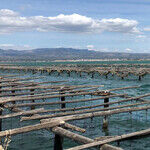 Catalonia's Hidden Gem: the Delta del Ebre