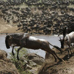 Dream Trips: African Safaris in Kenya and Zambia
