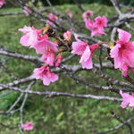 Okinawa: Sunny Island of the Immortals