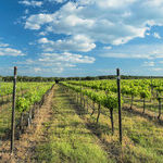 Fine Wine Is the Pride of Texas