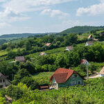 Hungarian Wine Is Above the Radar Once More