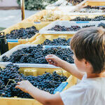 Kids Join the Fun at Family-friendly Wineries