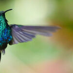 Monteverde Cloud Forest Is the Star of a Costa Rican Tour