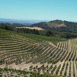 Napa Valley's Charm Lives On