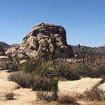 Discover the Flora and Fauna of Joshua Tree National Park