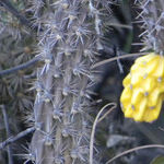 See Weird and Wonderful Sights at Chiricahua National Monument
