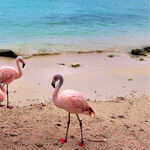 Underwater and Topside Fun at De Palm Island, Aruba
