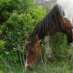 Ponies, Oysters and Birds on Chincoteague Island