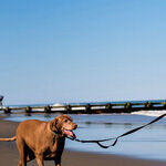 Beachbound in Dog-Friendly Delaware's Off Season