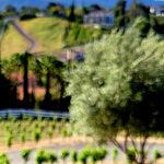 Eat, Drink and Be Mellow in Temecula, California