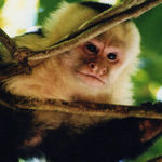 A Remote Jungle Experience in the Amazon