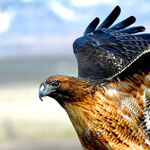 Hanging With Hawks at SoCal's Raptor Hotspot