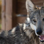 Pay a Visit to Majestic Endangered Wolves