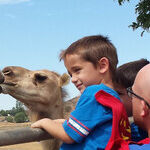 Camp With Camels in San Diego's Backcountry