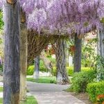 Temecula Valley Wows With Wine and Wisteria