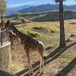 From Desert Oasis to Multifaceted City: Palm Springs
