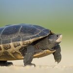 Slow Down For Better Results