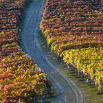 Wine Gifts: A Trio of Glorious Reds