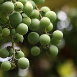 Wine Gifts: A Trio of Glorious Whites