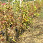 Winemaker of the Year: Jeff Gaffner