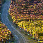 Wine of the Year: Spottswoode Cabernet