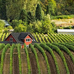 Exploring Single-Vineyard Pinots